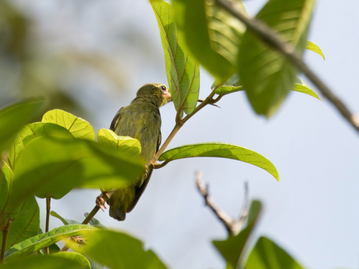 Yellow-eared Spiderhunter - ML641963843