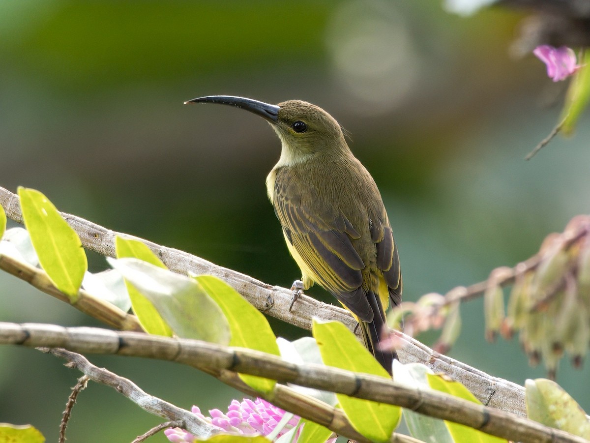 Thick-billed Spiderhunter - ML641963845