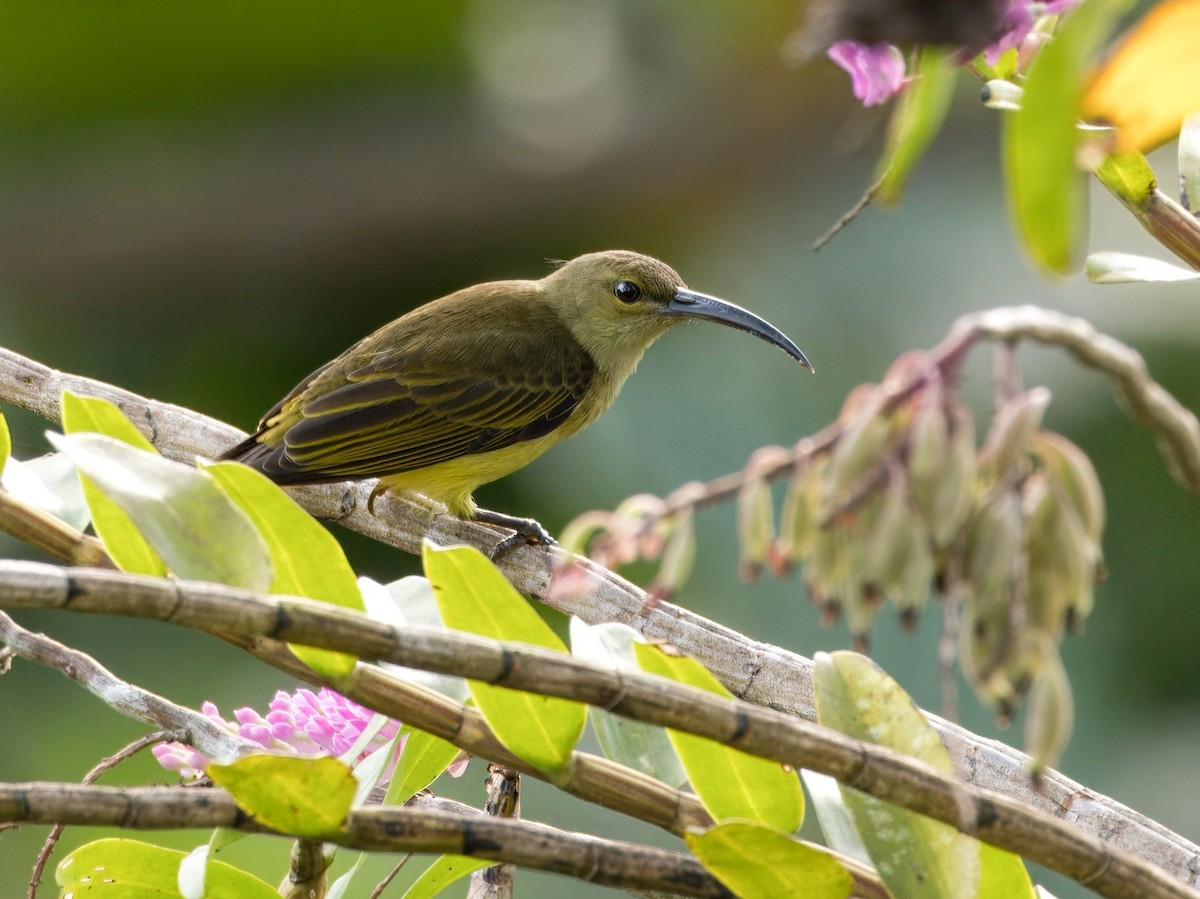 Thick-billed Spiderhunter - ML641963847