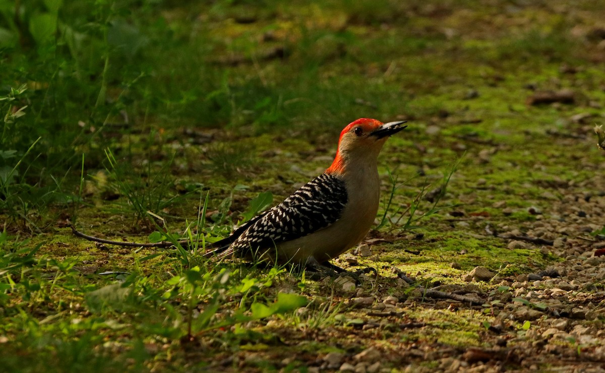 Red-bellied Woodpecker - ML641963856