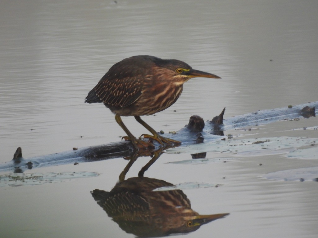 Green Heron - ML641963861