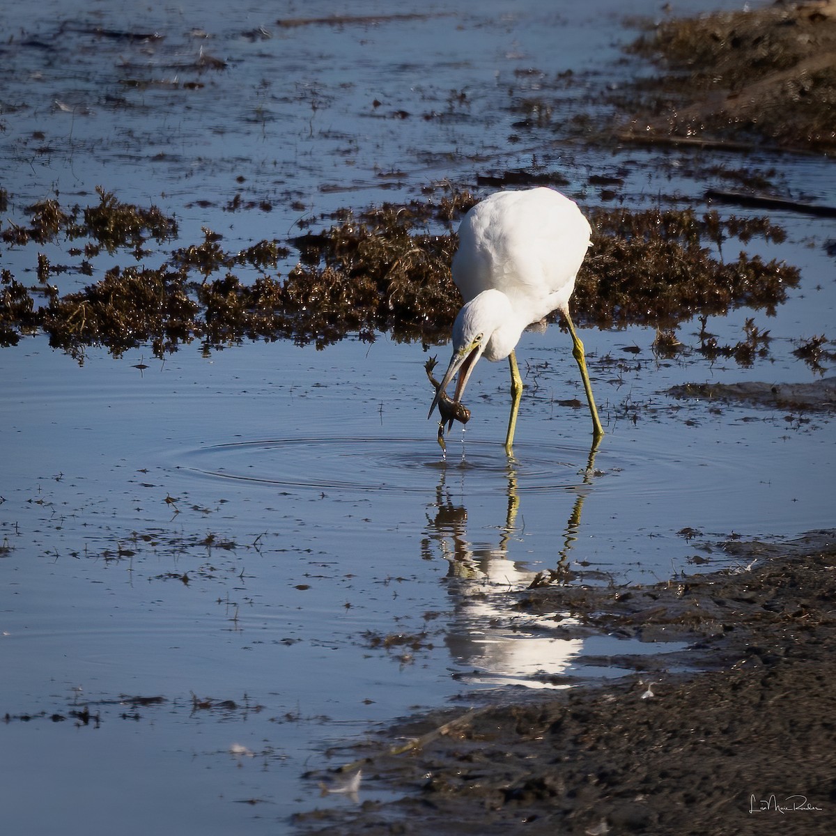 Little Blue Heron - ML641963862