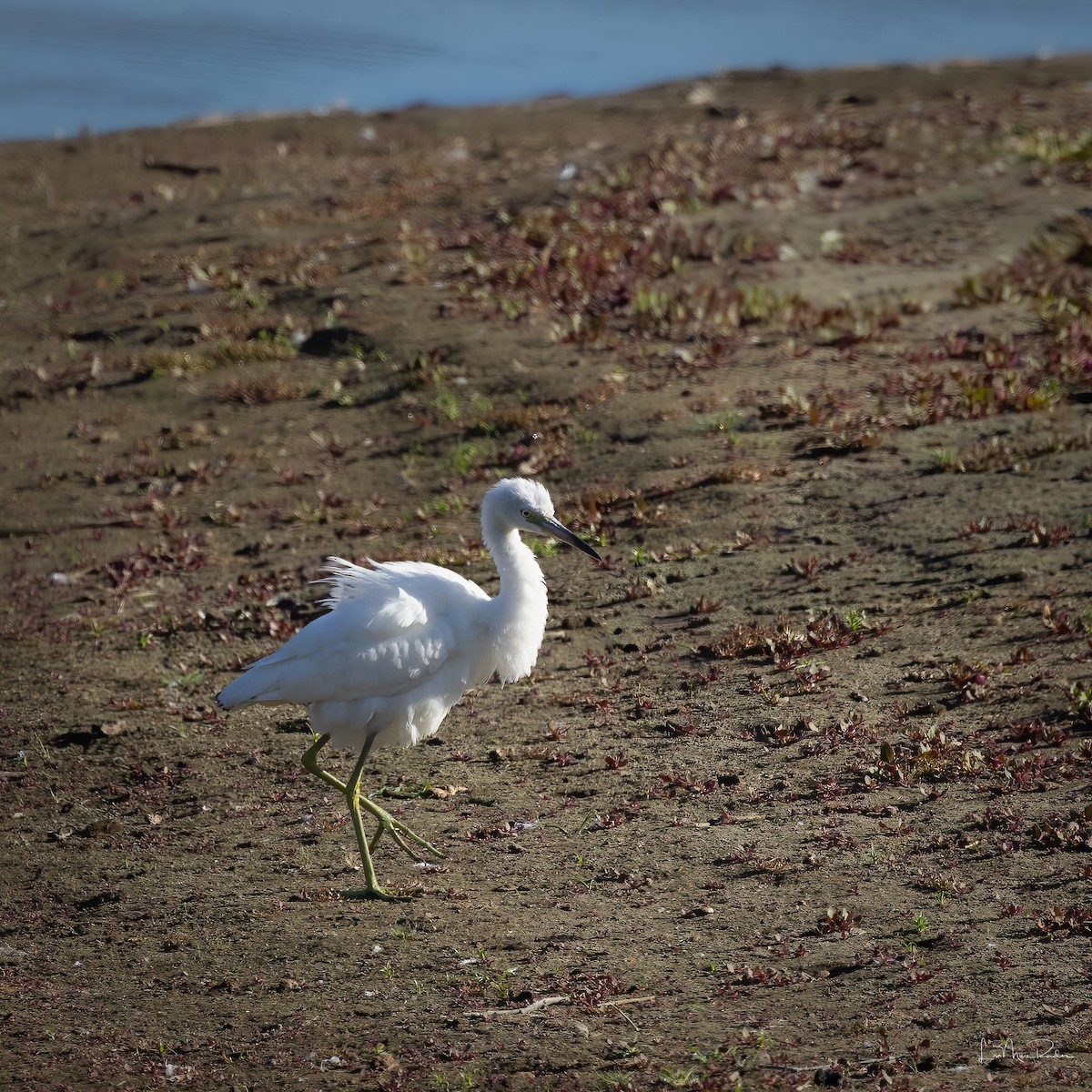 Little Blue Heron - ML641963865