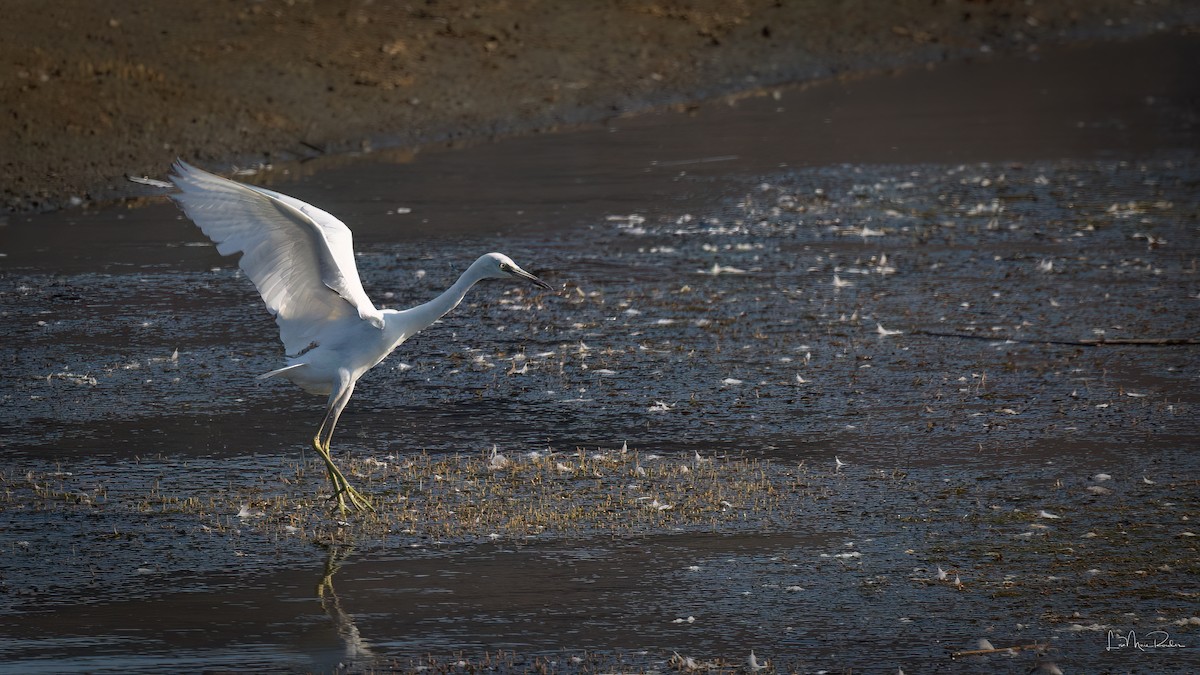 Little Blue Heron - ML641963866