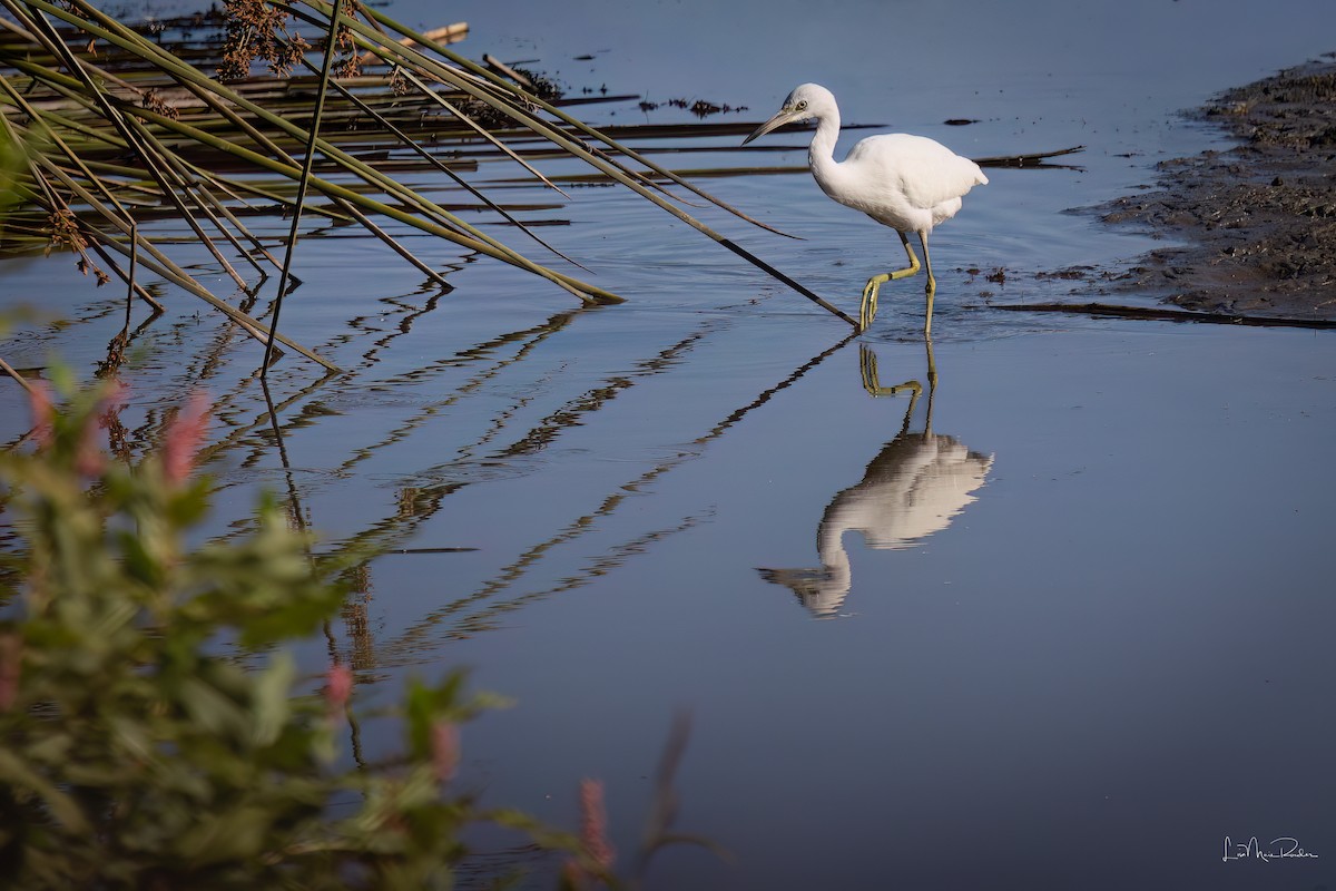 Little Blue Heron - ML641963867
