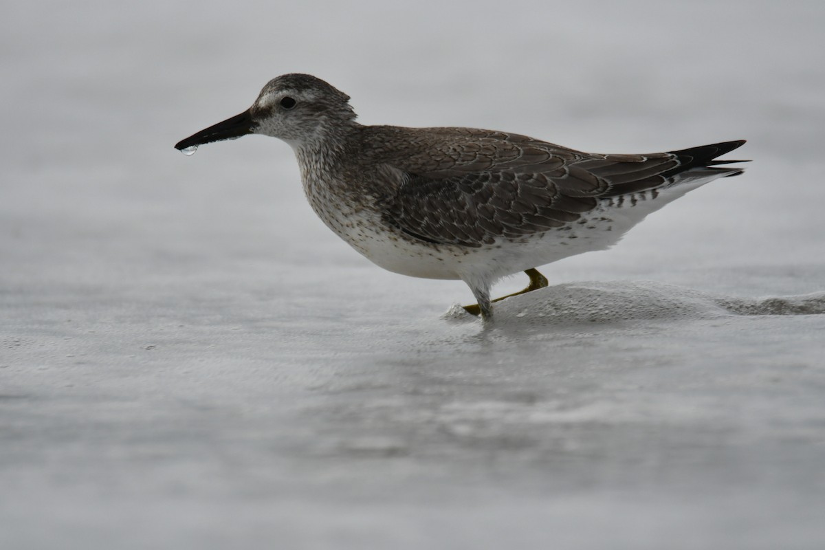 Red Knot - ML641963869