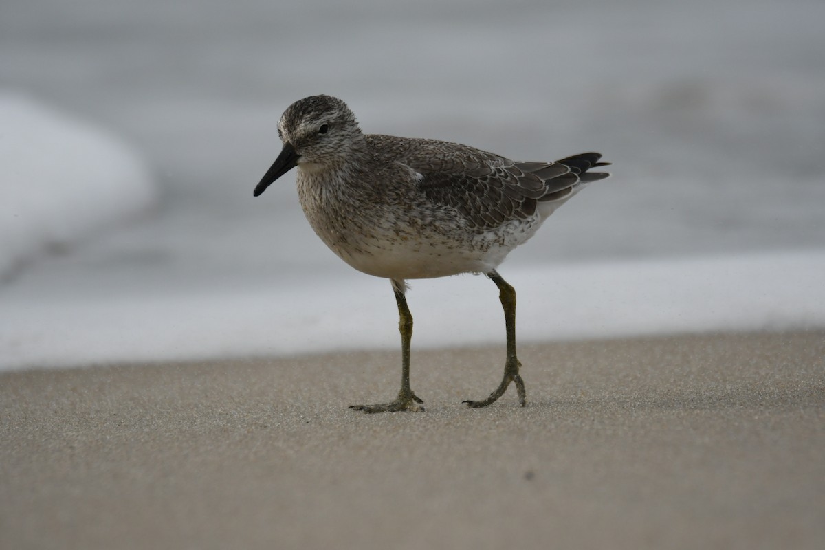 Red Knot - ML641963870