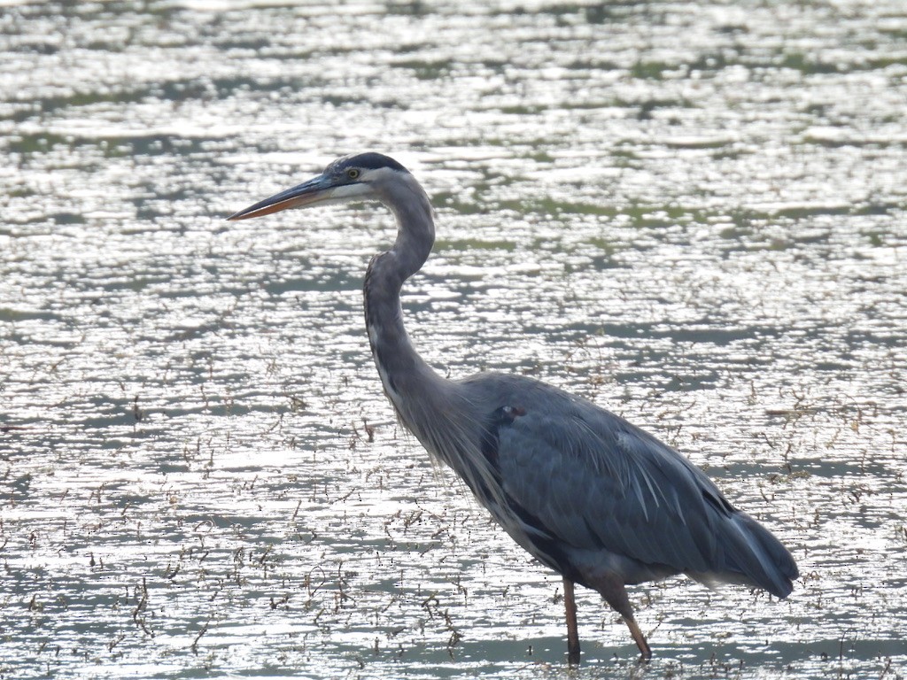 Great Blue Heron - ML641963872