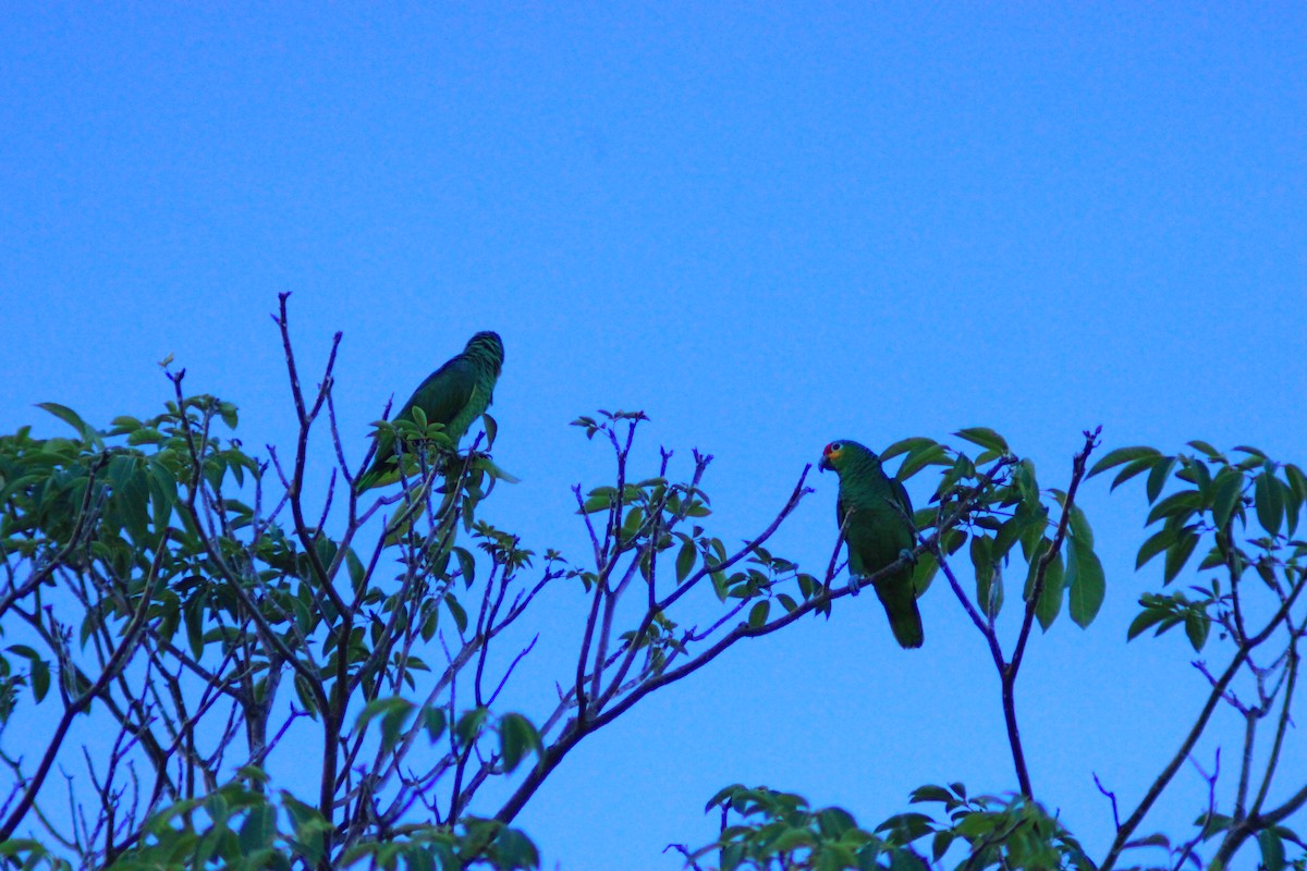 Red-lored Amazon - ML641963888