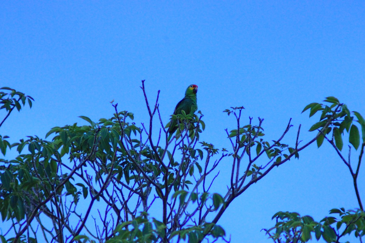 Red-lored Amazon - ML641963889