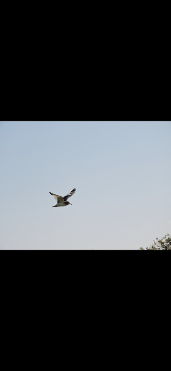 Sabine's Gull - ML641963891