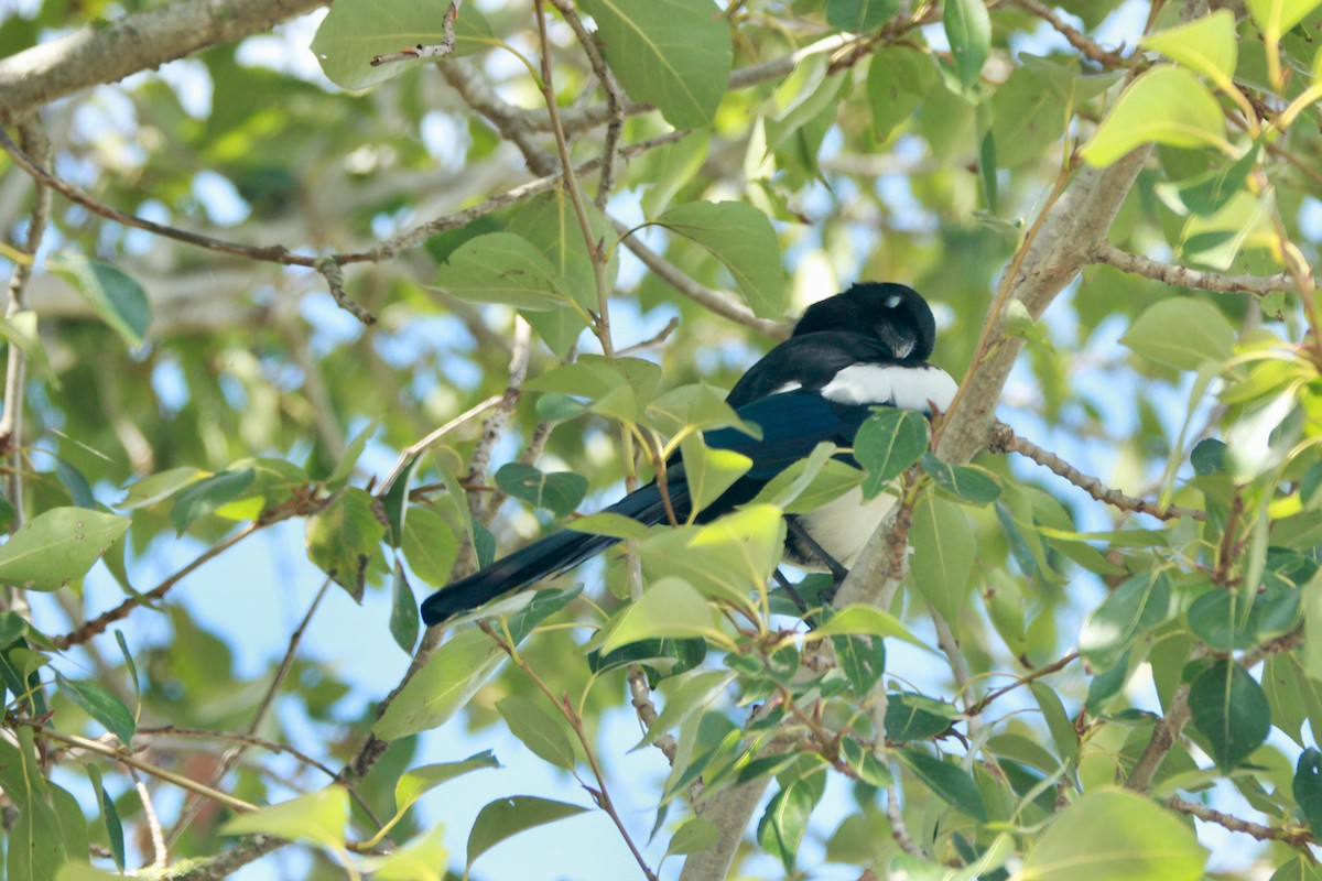 Eurasian Magpie - ML641963892