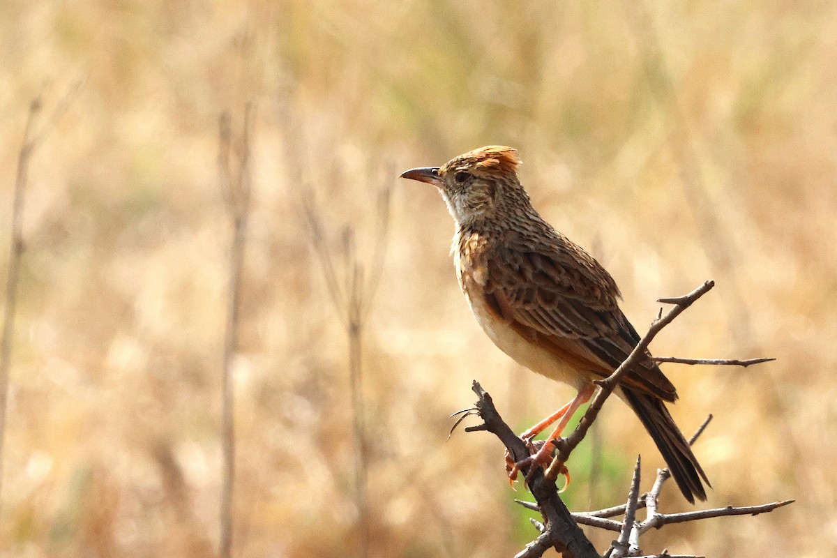 Rufous-naped Lark - ML641963893