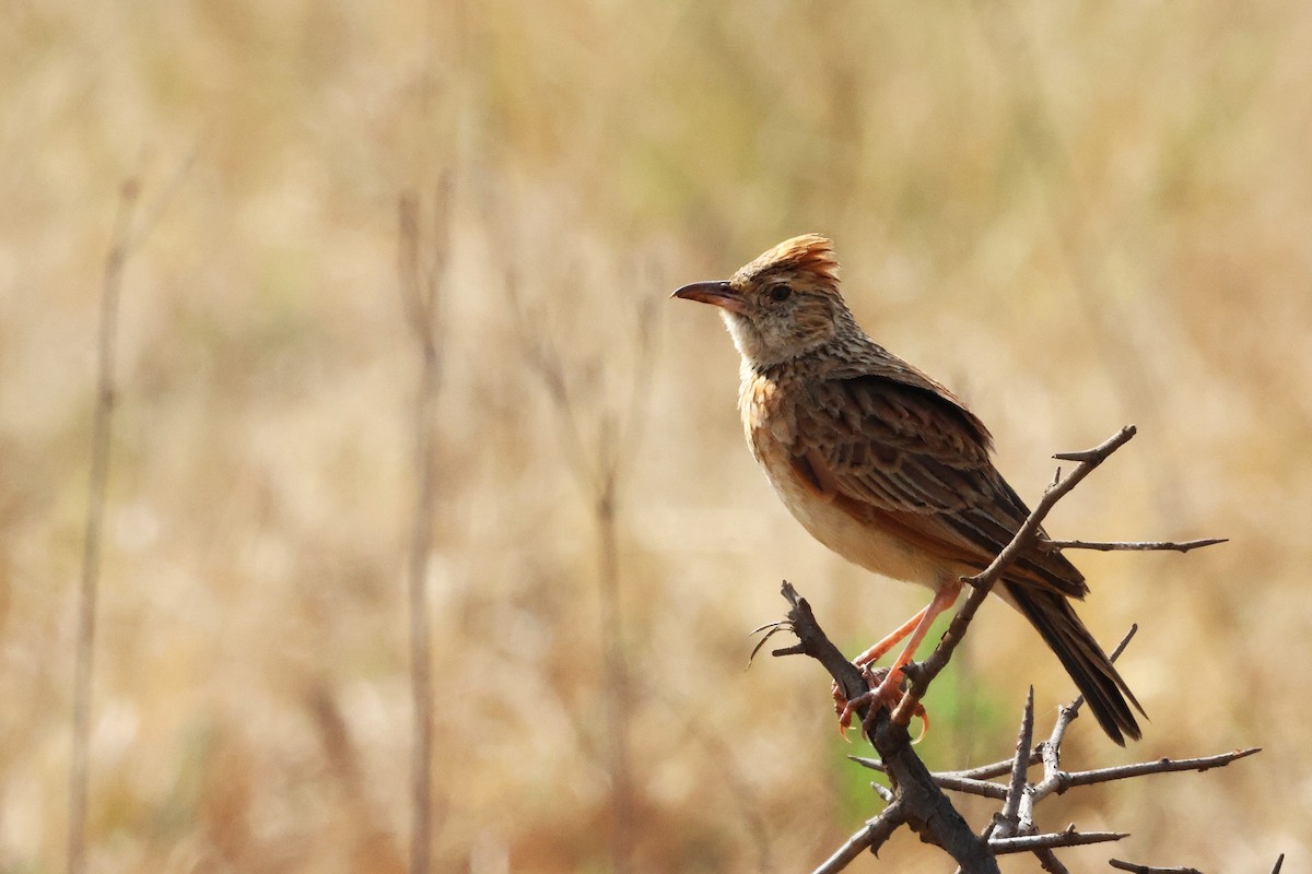 Rufous-naped Lark - ML641963894