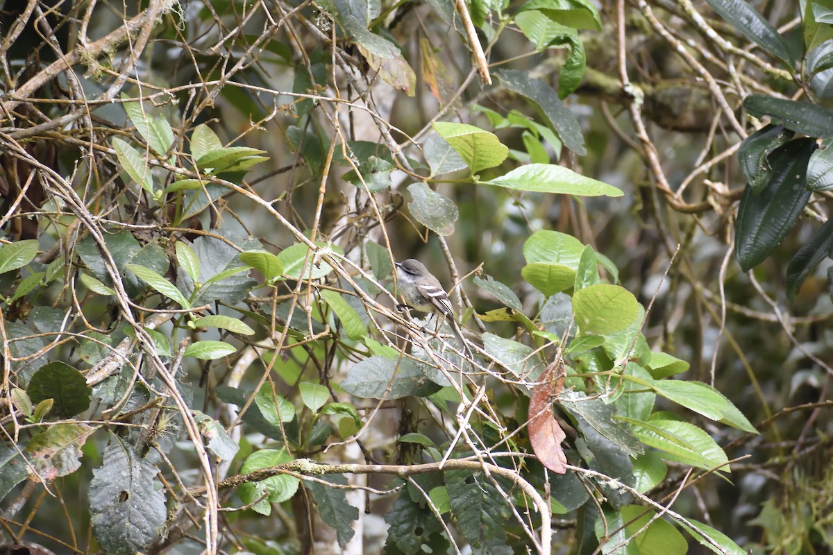 White-throated Tyrannulet - ML641963897