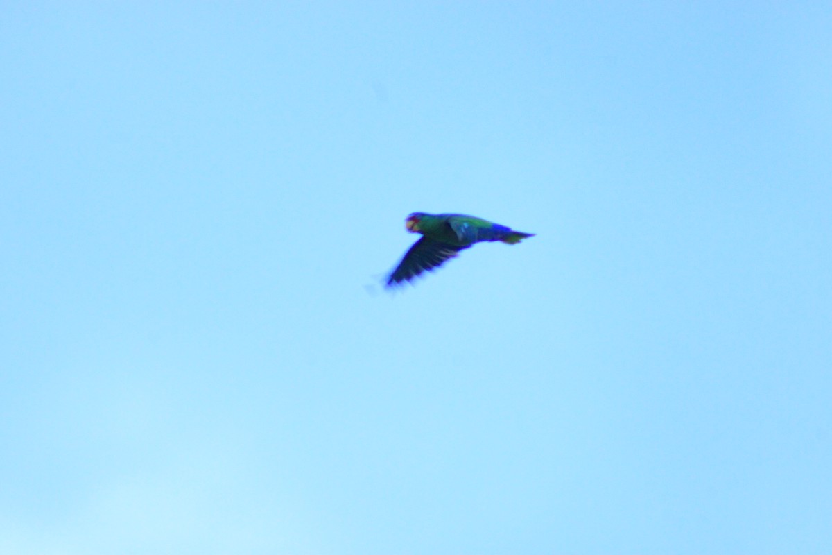 White-fronted Amazon - ML641963898