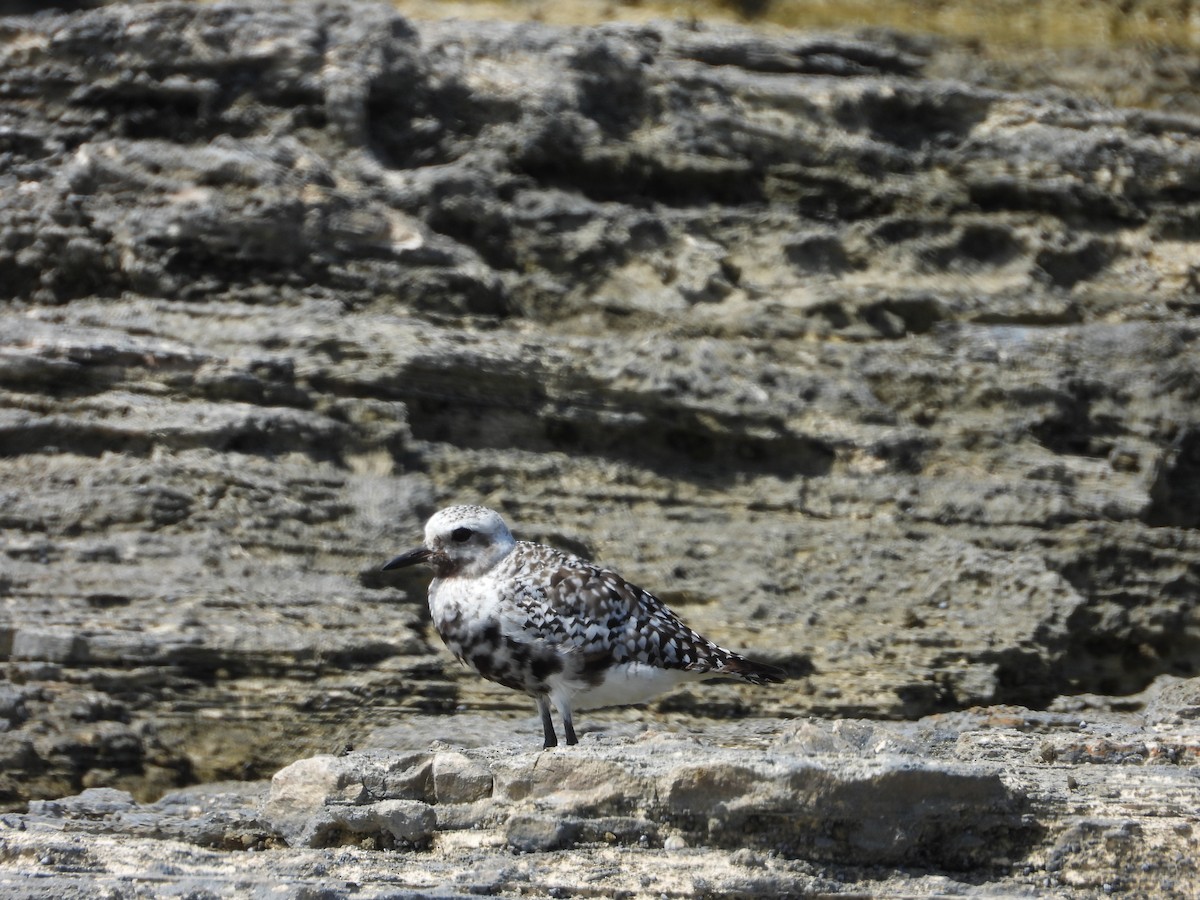 Black-bellied Plover - ML641963900