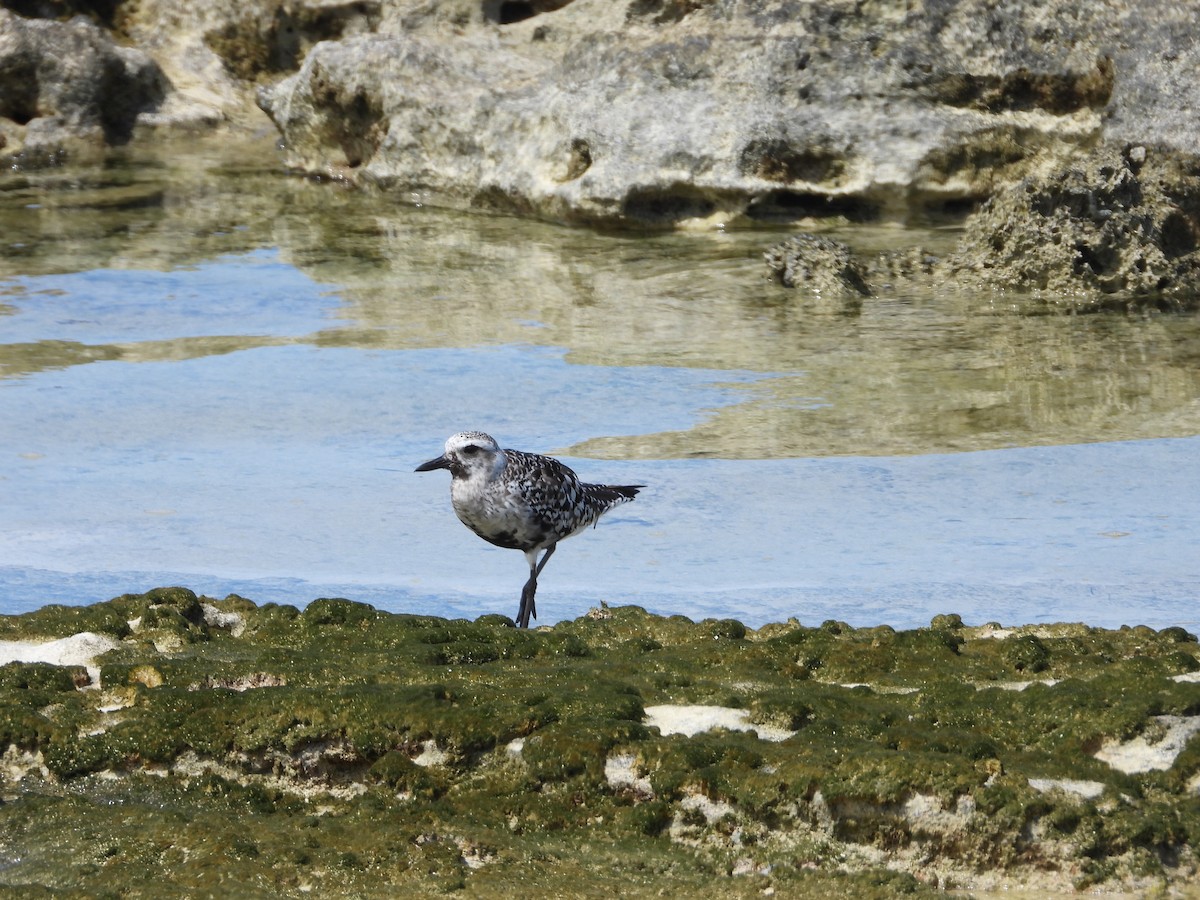 Black-bellied Plover - ML641963902