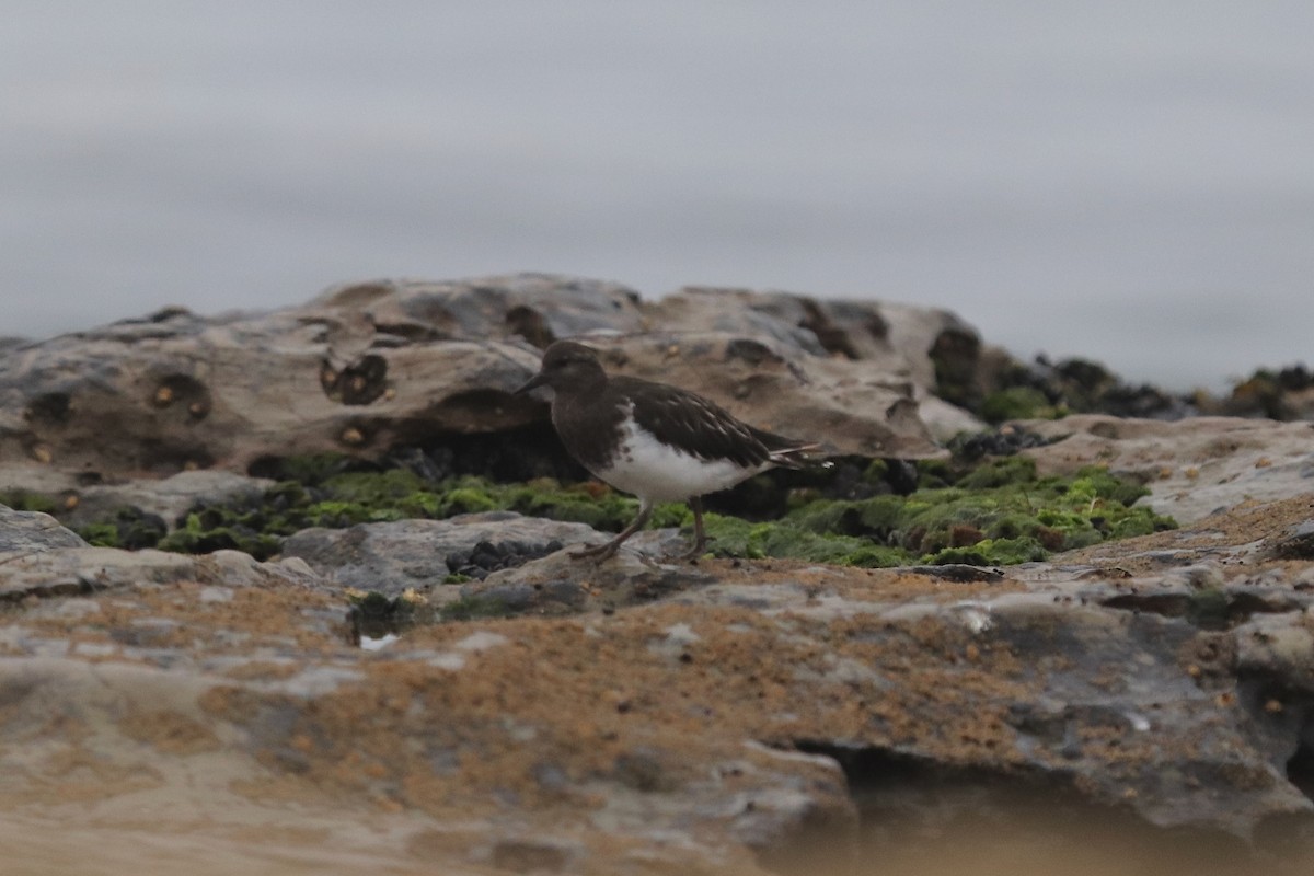 Black Turnstone - ML641963907