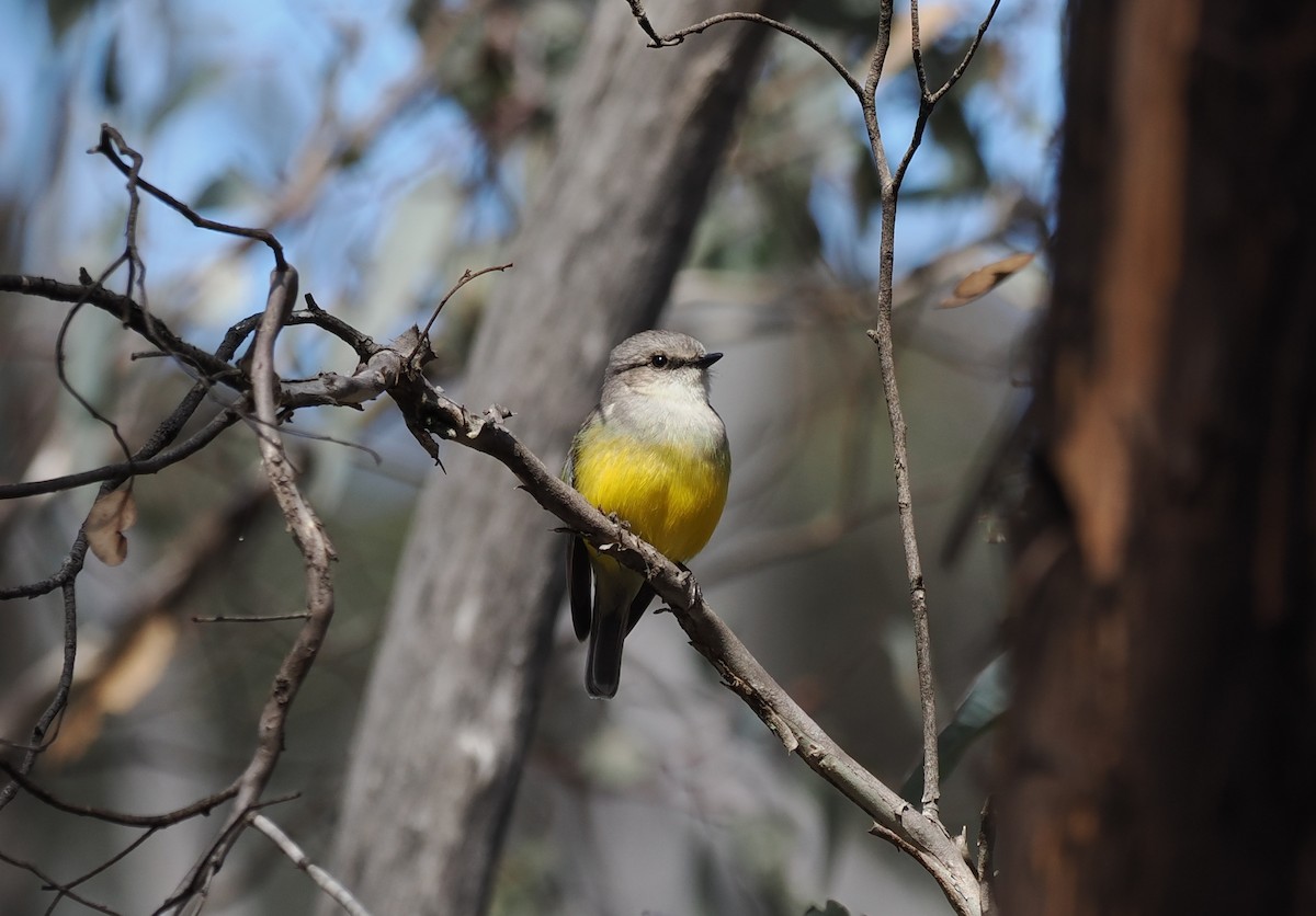 Western Yellow Robin - ML641963909