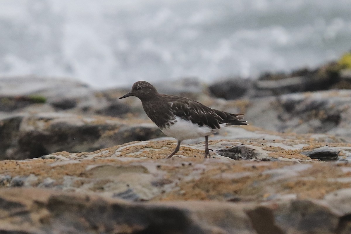 Black Turnstone - ML641963911