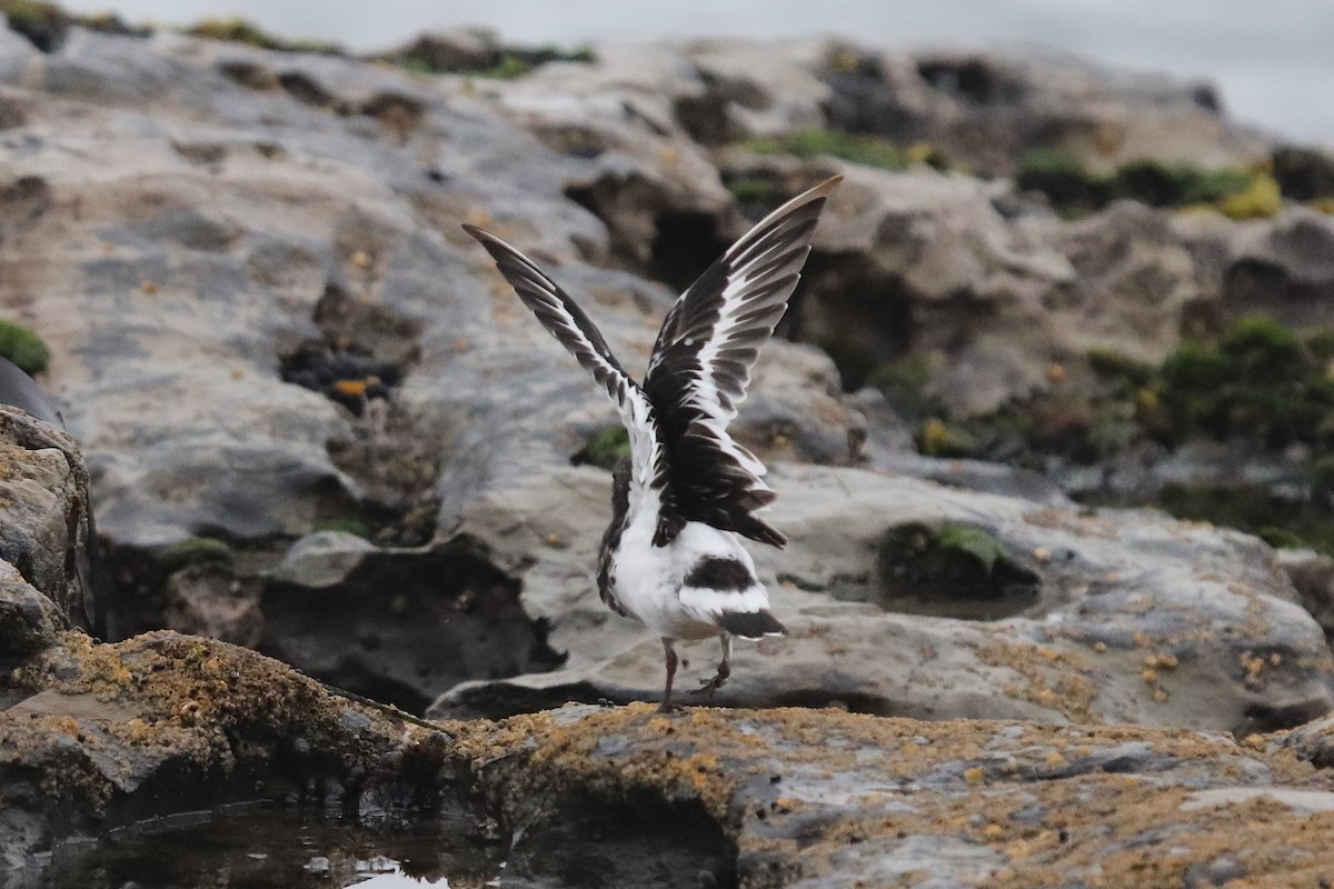 Black Turnstone - ML641963912