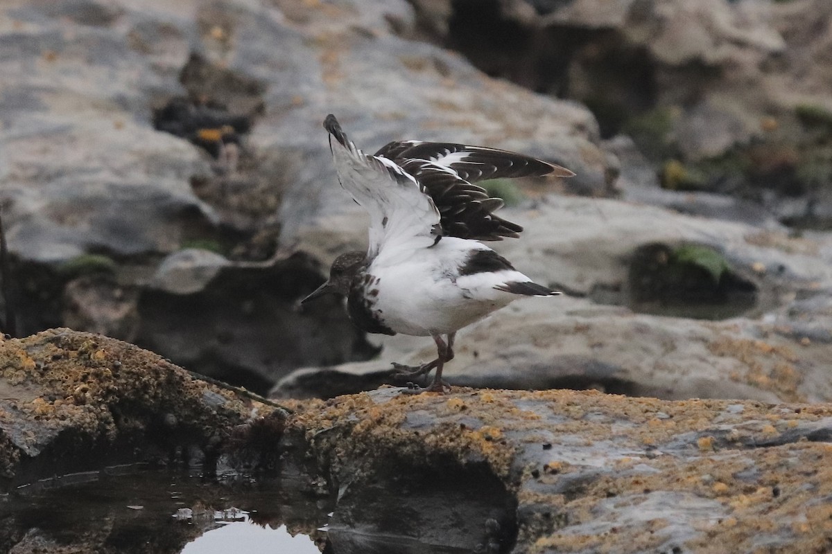 Black Turnstone - ML641963913