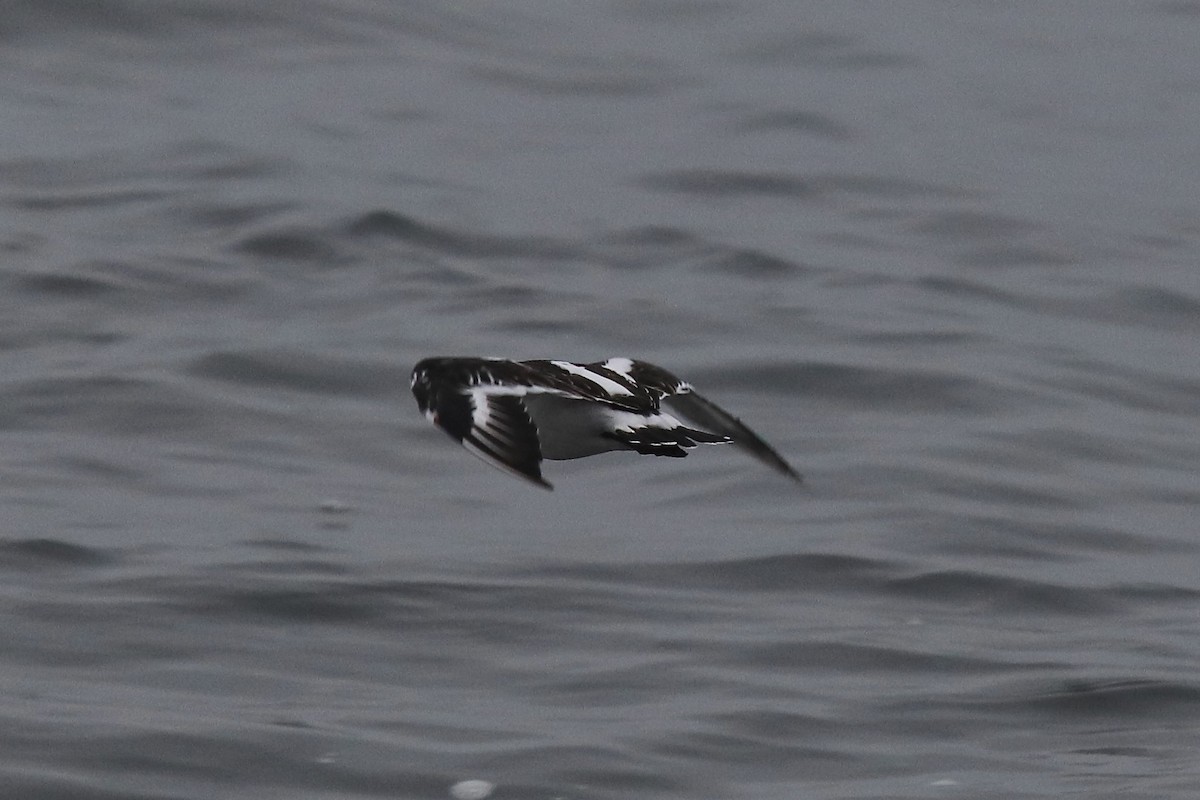 Black Turnstone - ML641963915