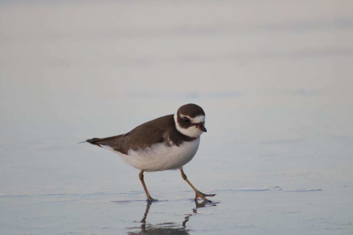 Semipalmated Plover - ML641963917