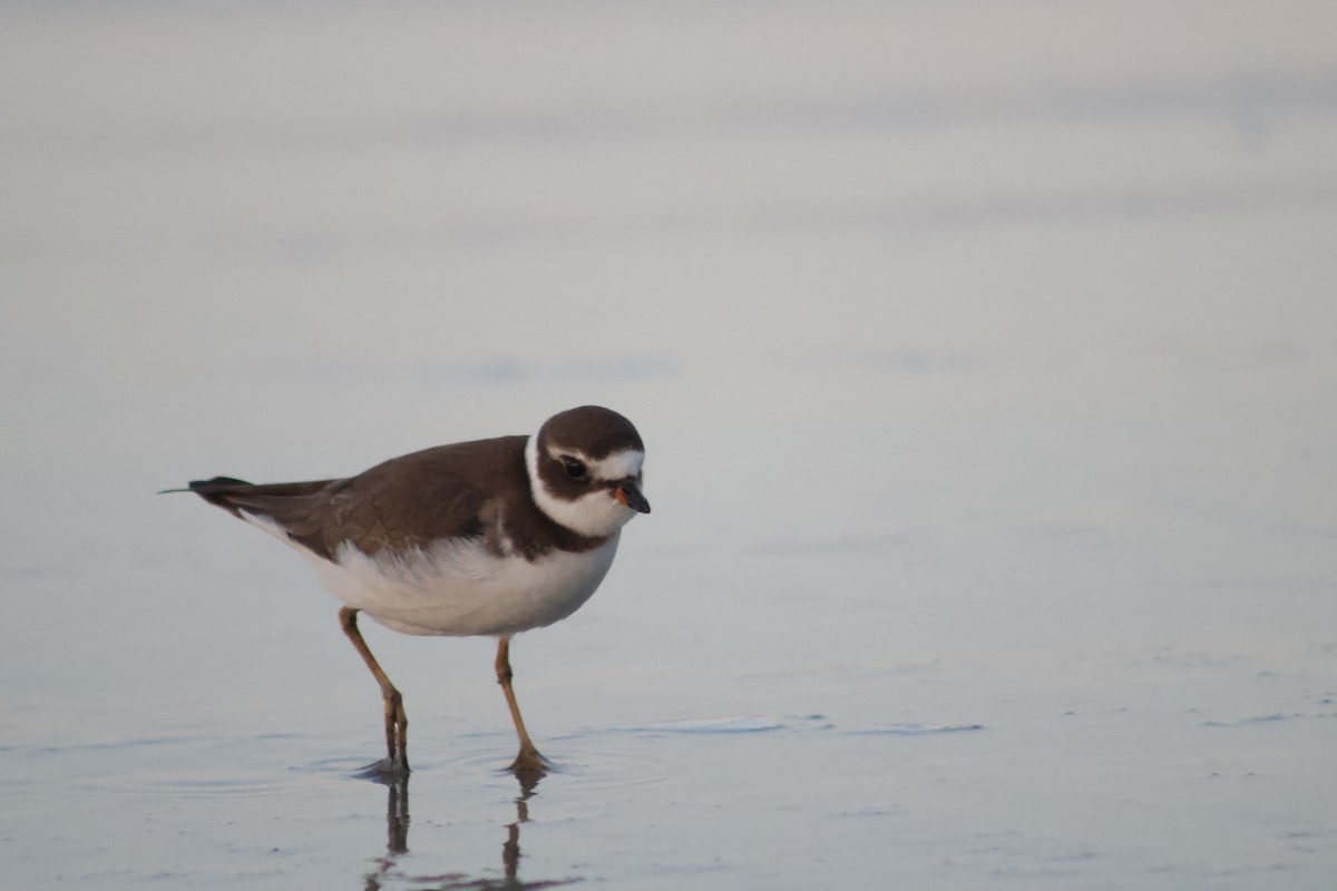 Semipalmated Plover - ML641963918