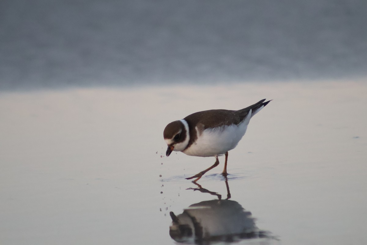 Semipalmated Plover - ML641963919
