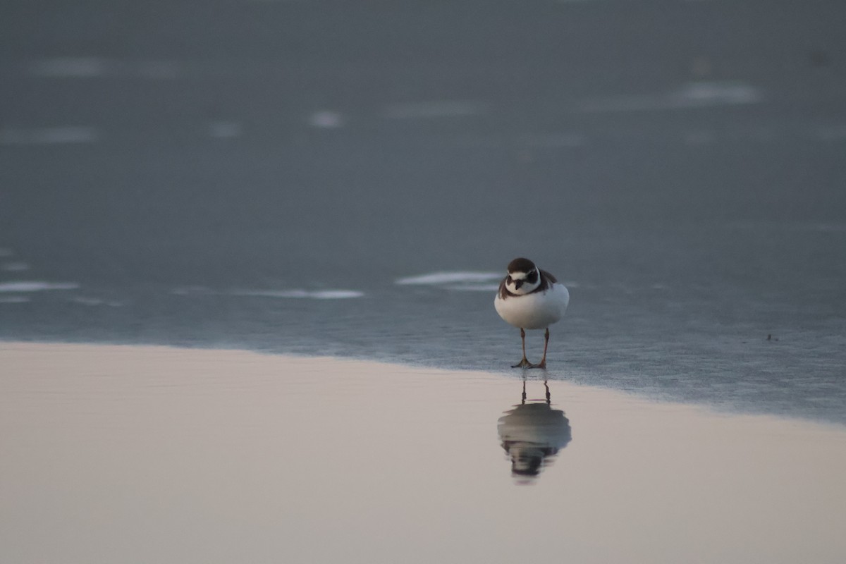 Semipalmated Plover - ML641963920