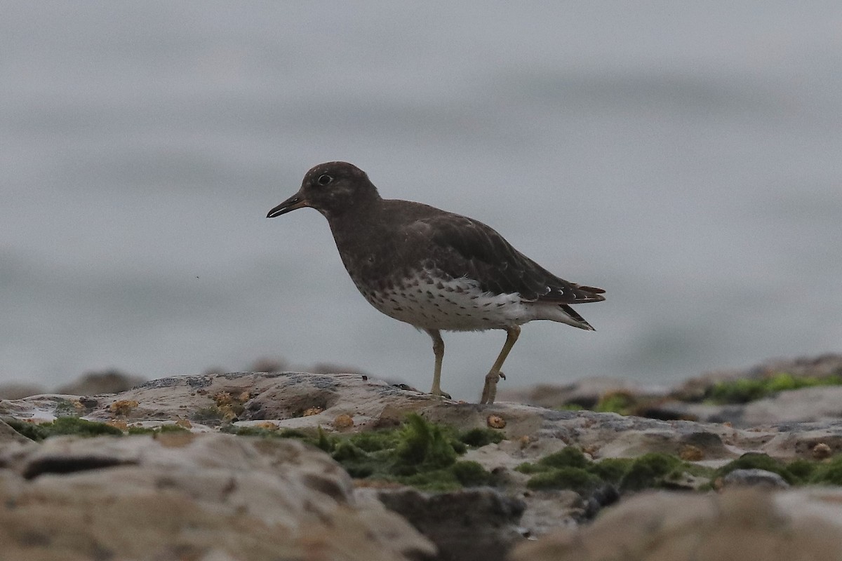 Surfbird - ML641963923