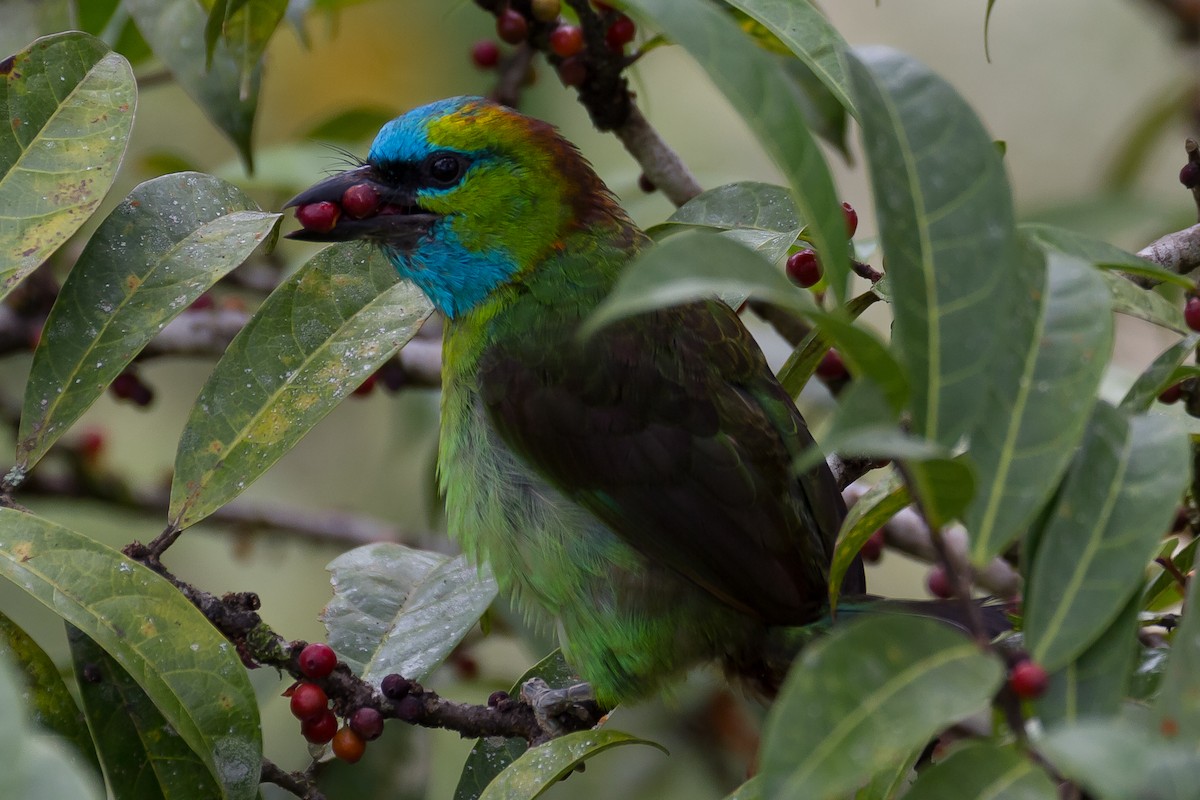 Golden-naped Barbet - ML641963924