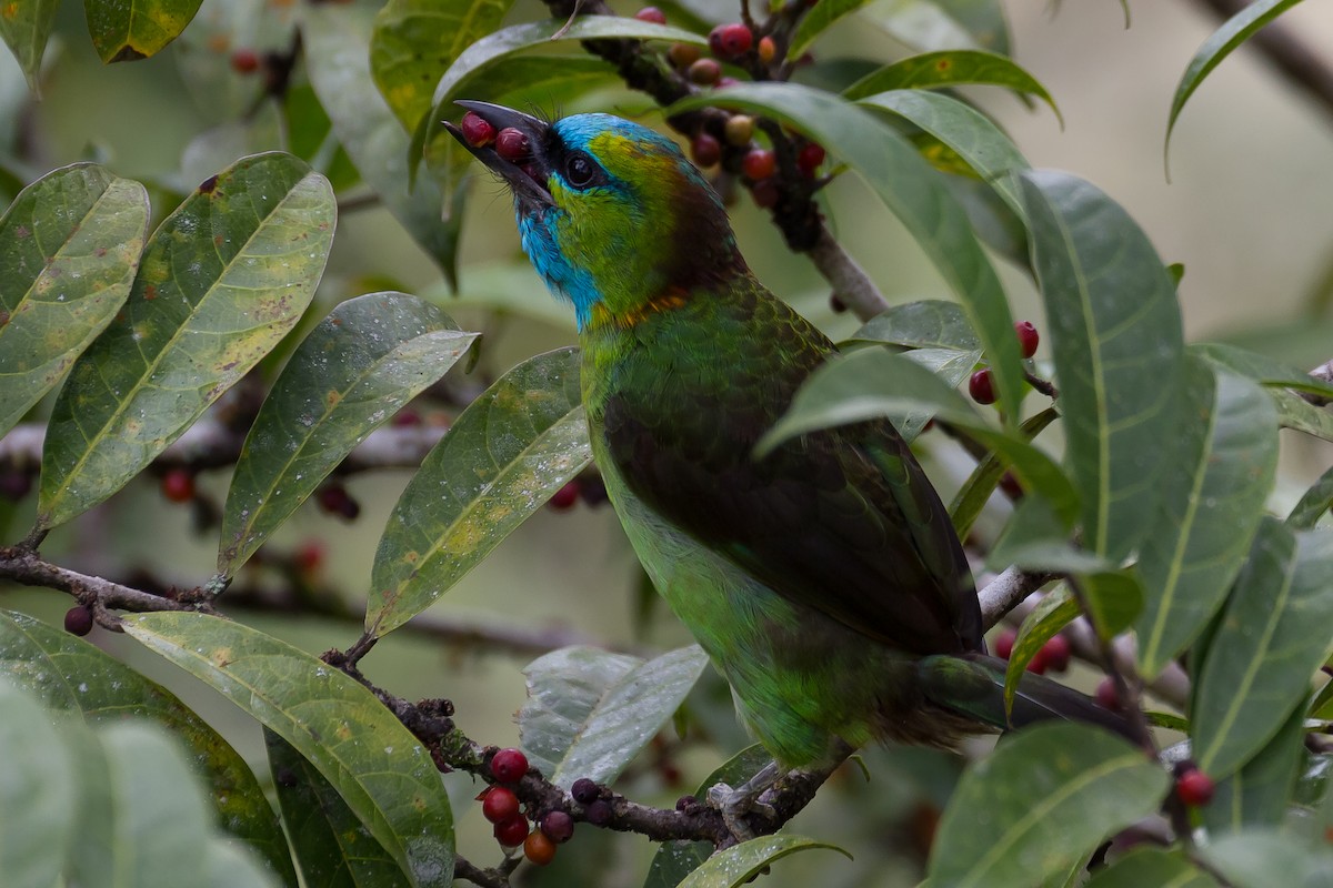 Golden-naped Barbet - ML641963925
