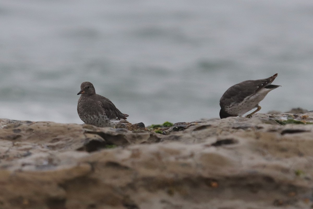Surfbird - ML641963926