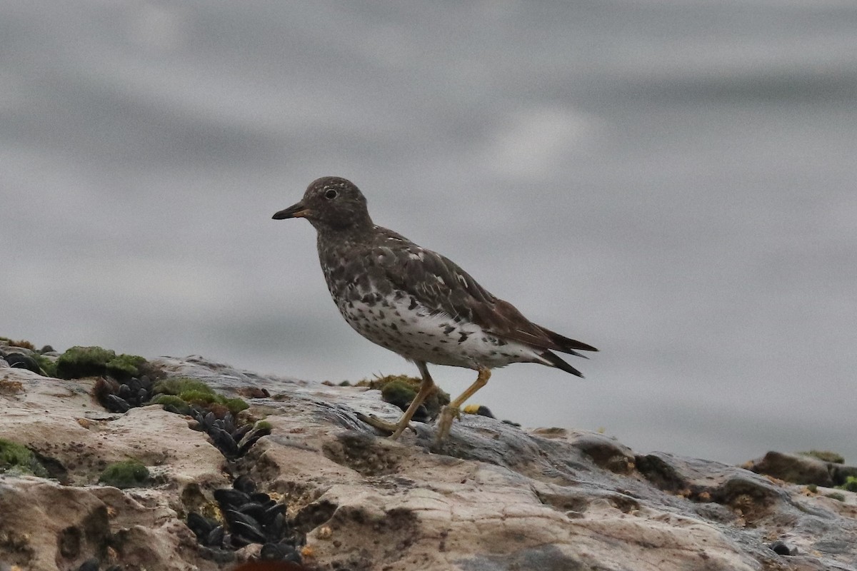 Surfbird - ML641963927
