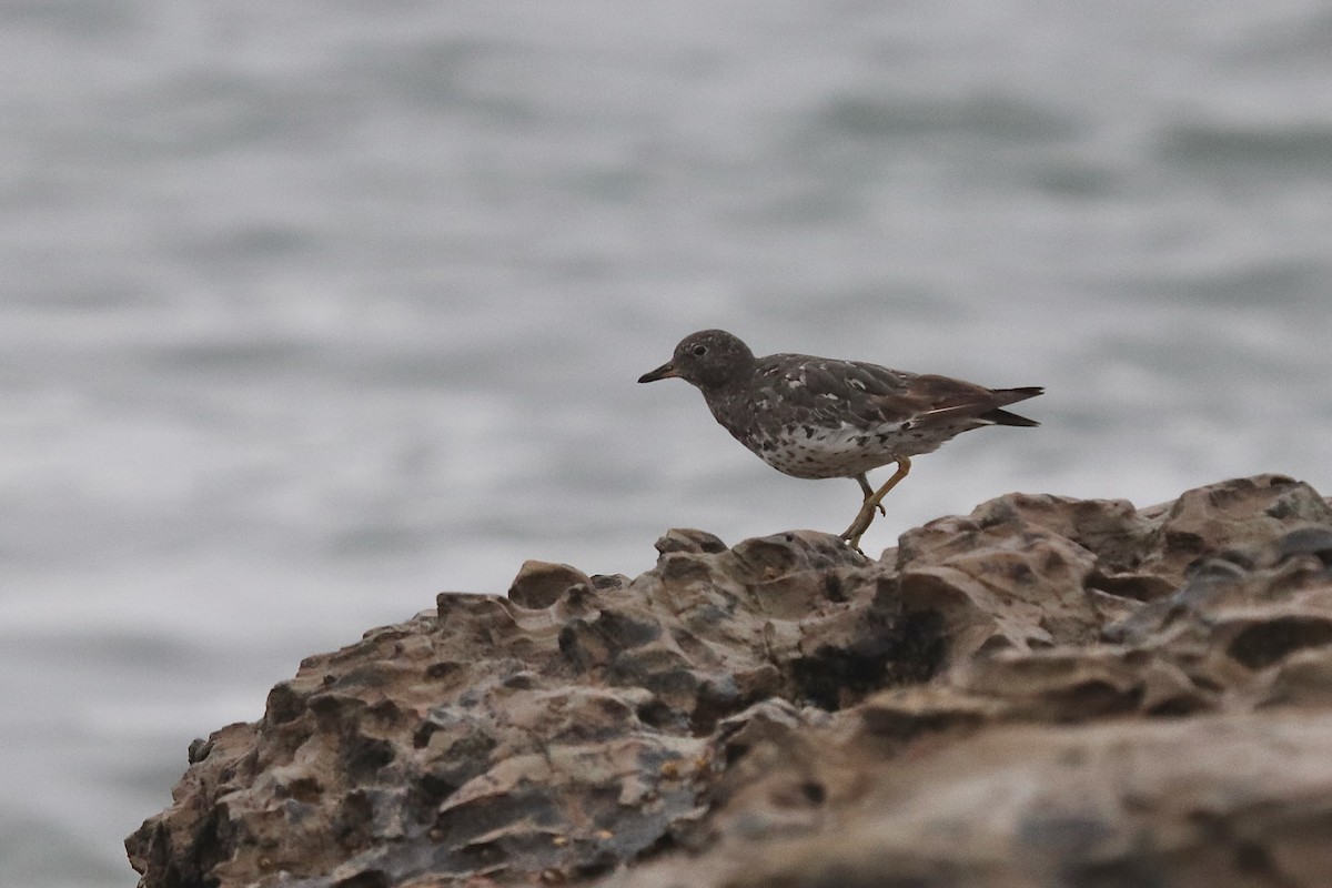 Surfbird - ML641963928