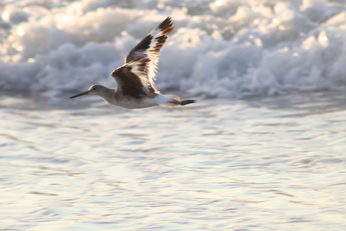 Willet (Western) - ML641963929
