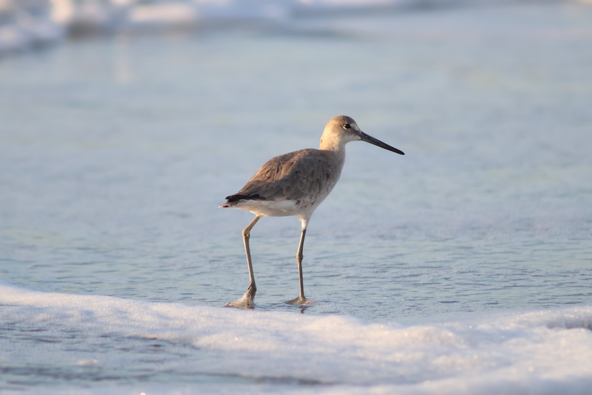 Willet (Western) - ML641963930