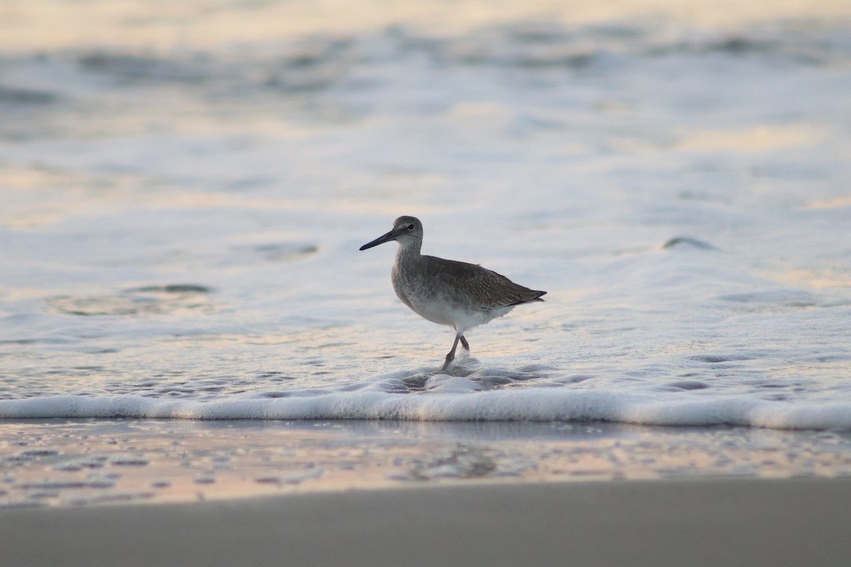 Willet (Western) - ML641963931