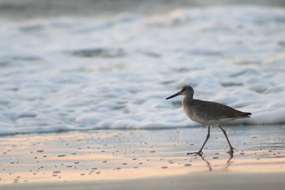 Willet (Western) - ML641963932
