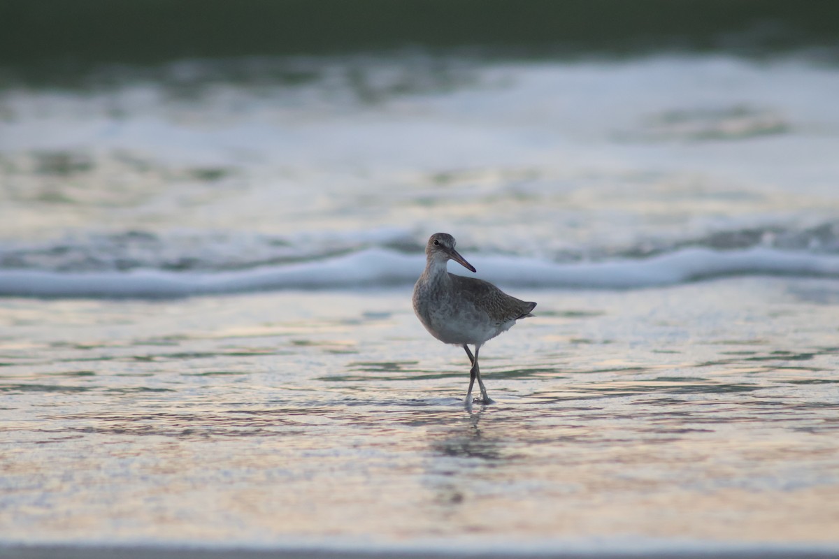 Willet (Western) - ML641963934