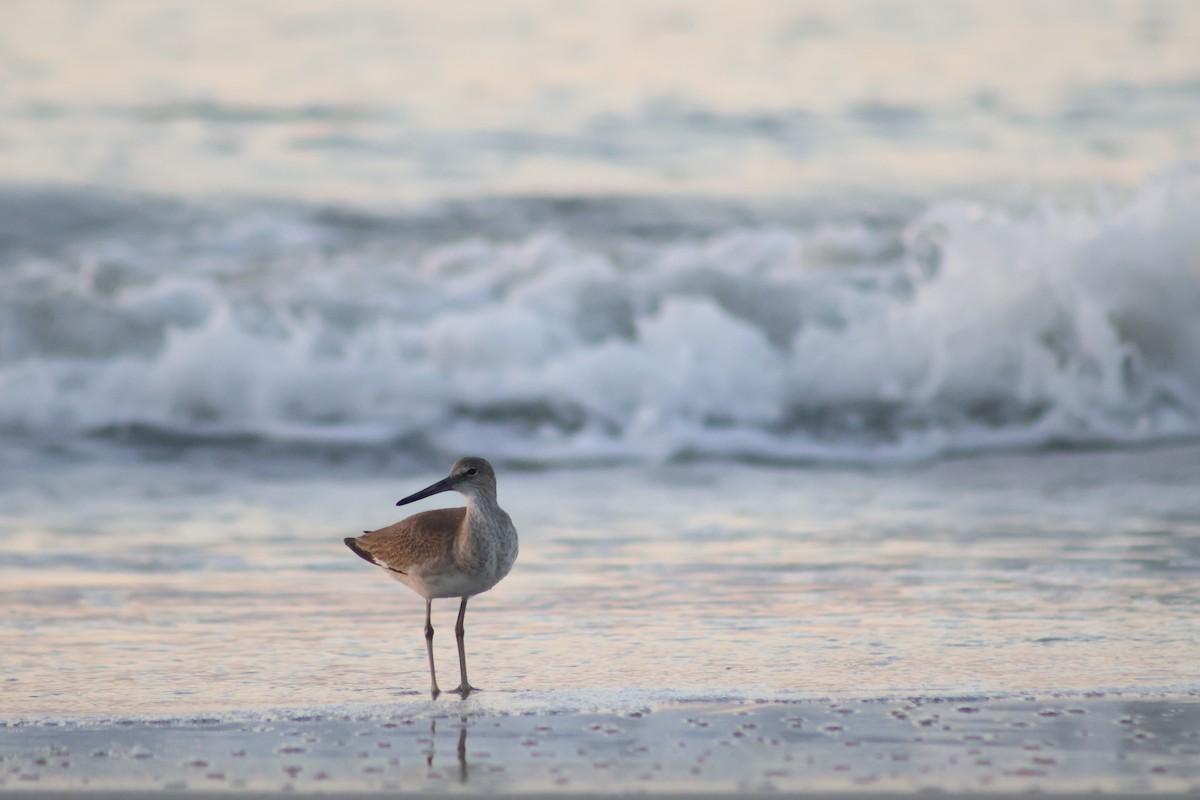 Willet (Western) - ML641963935