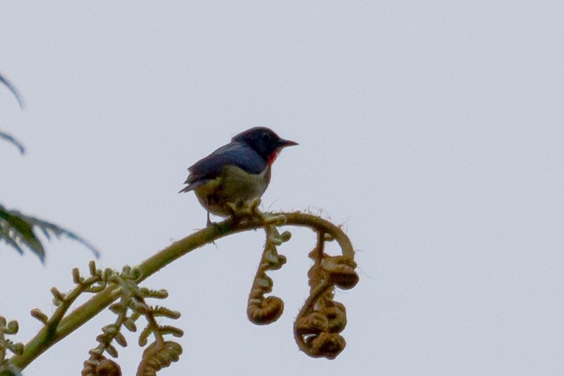 Black-sided Flowerpecker - ML641963937