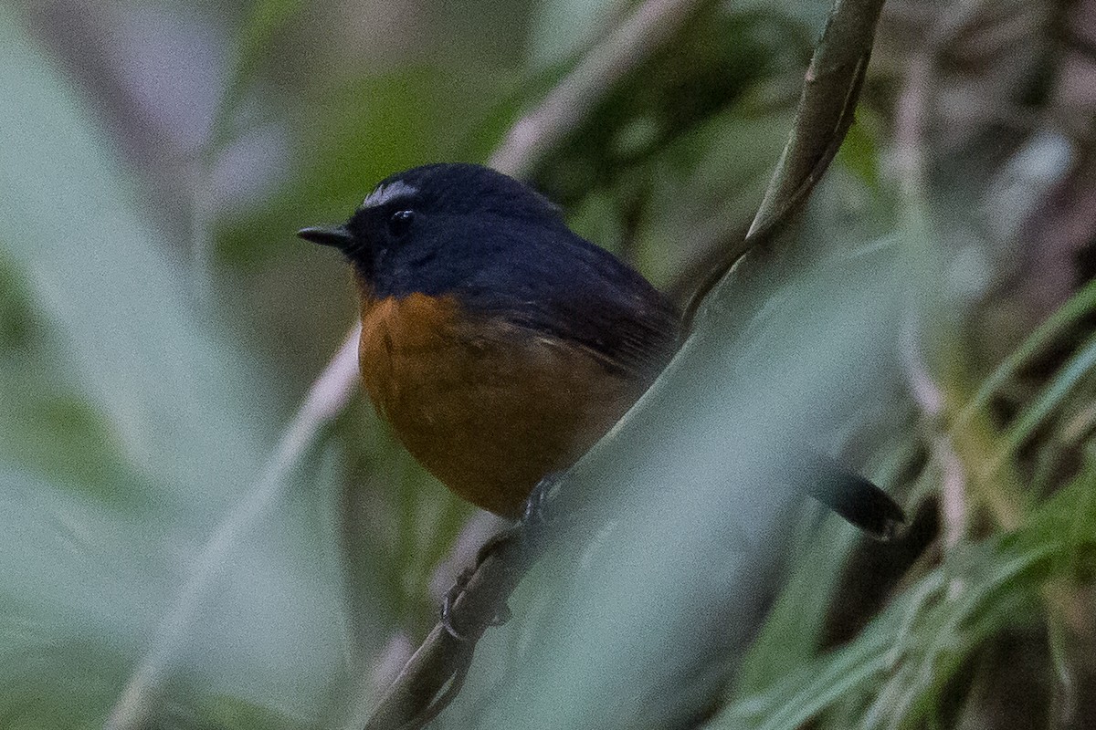 Snowy-browed Flycatcher - ML641963943