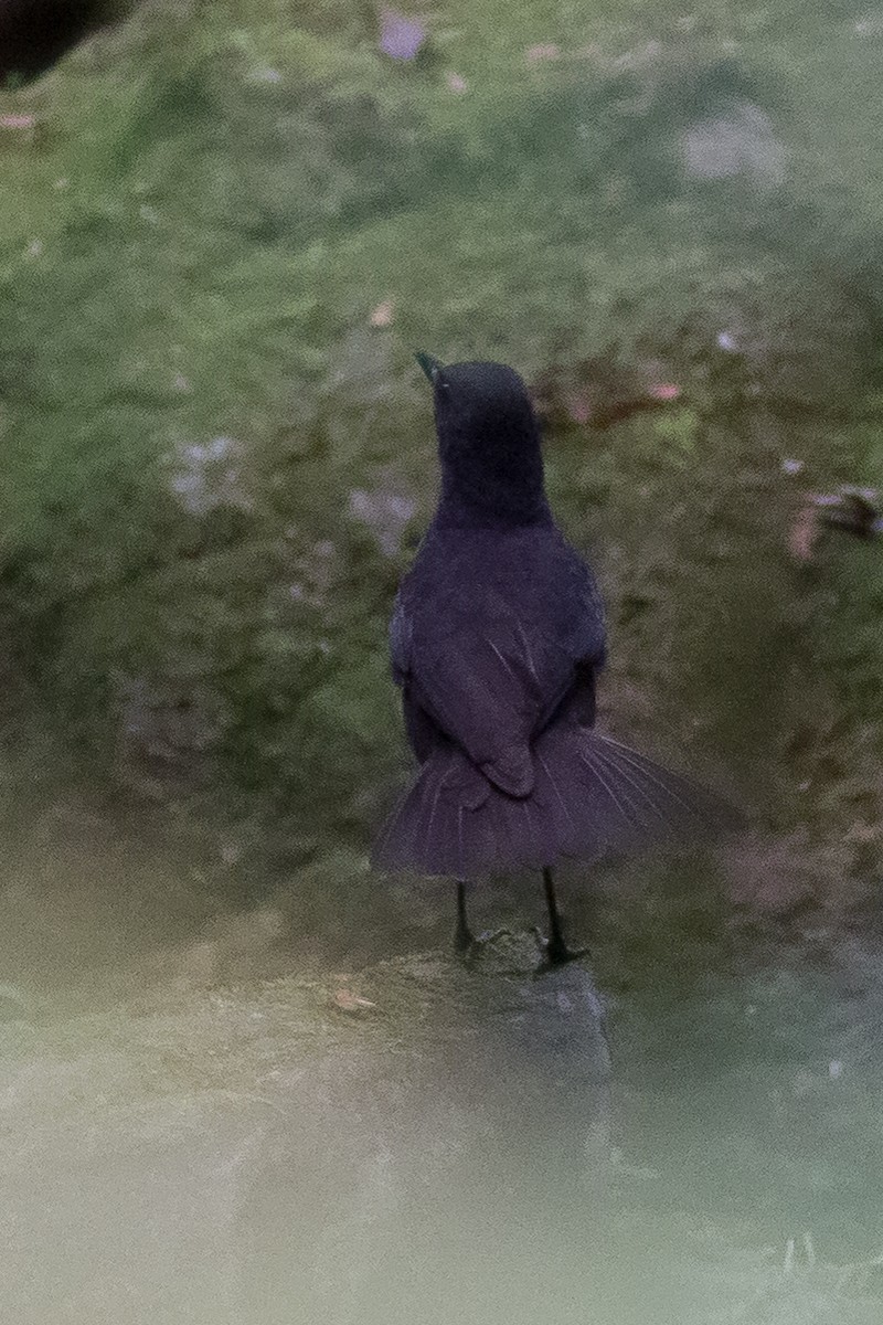 Bornean Whistling-Thrush - ML641963957