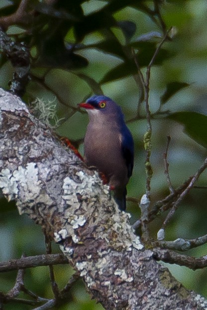 Velvet-fronted Nuthatch - ML641963962