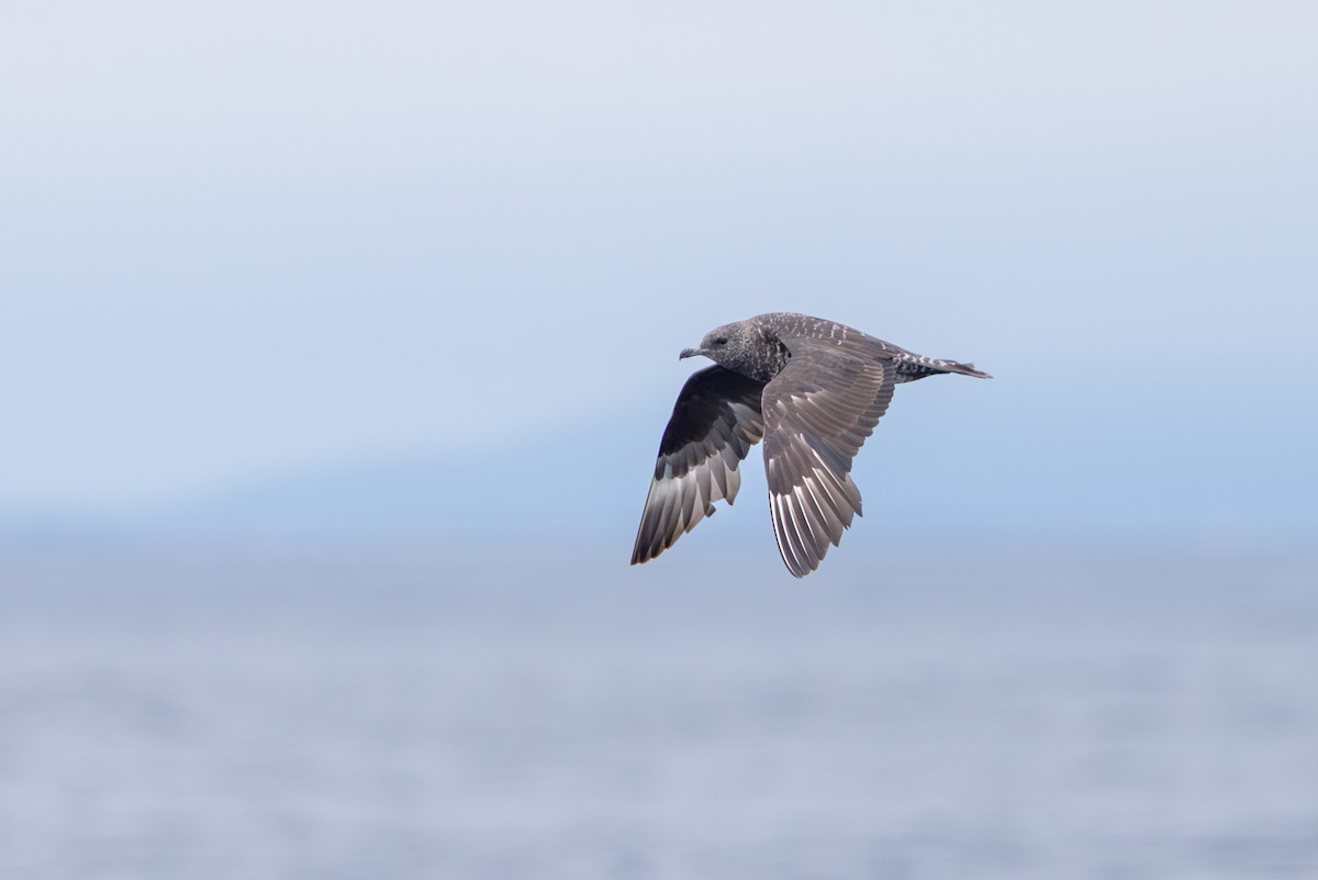 Pomarine Jaeger - Louis Bevier