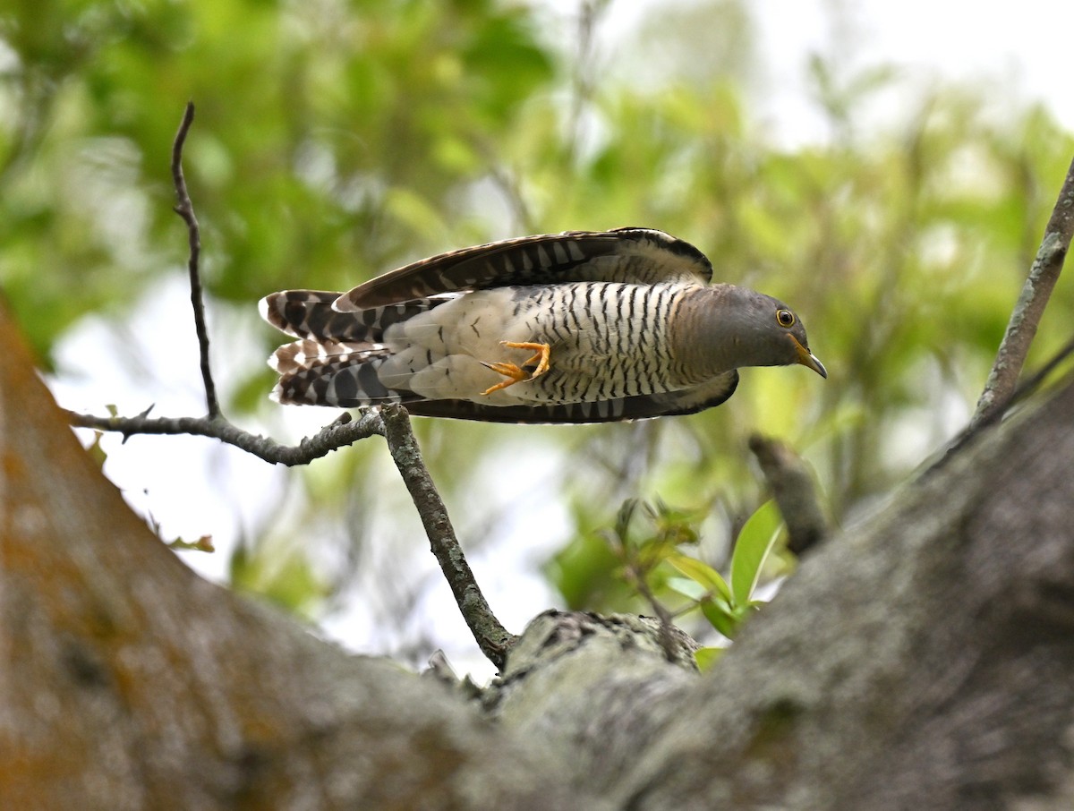 Himalayan Cuckoo - ML641963975